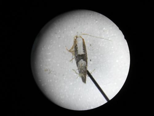 Argyresthia spinosella